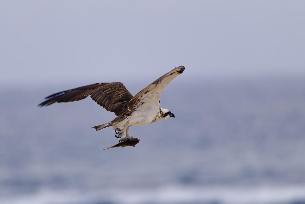 An Osprey flying over Ellensbrook Beach, near Margaret River, Western Australia. It is holding a fresh catch as it looks for a better perch to eat it on.